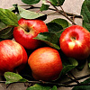 Дерево-сад (2-3х летка) яблоня 2 сорта Яблочный спас - Медуница фото 1 