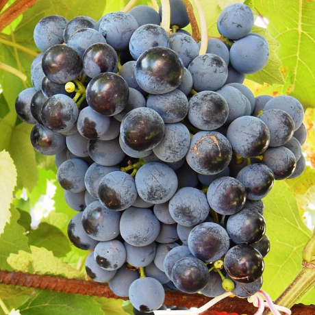 Виноград плодовый Экспресс ранний