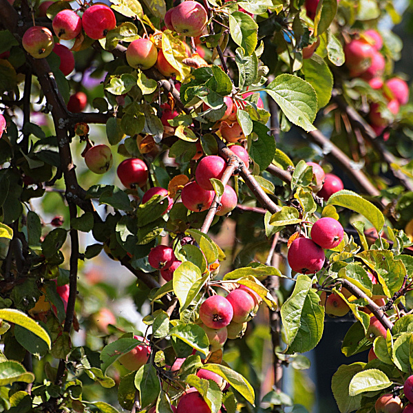 Дерево-сад (2-3х летка) яблоня 2 сорта Яблочный спас - Медуница фото 2 
