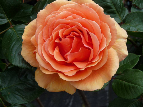 Роза чайно-гибридная Ашрам (Rose Ashram)