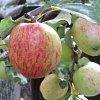 Яблоня Осеннее полосатое фото 3 