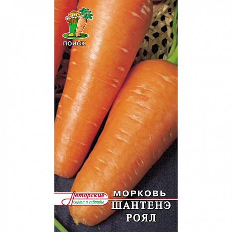 Морковь Шантенэ Роял фото Морковь Шантенэ Роял 