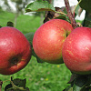 Дерево-сад (2-3х летка) яблоня 2 сорта Коричное новое - Жигулевское фото 1 
