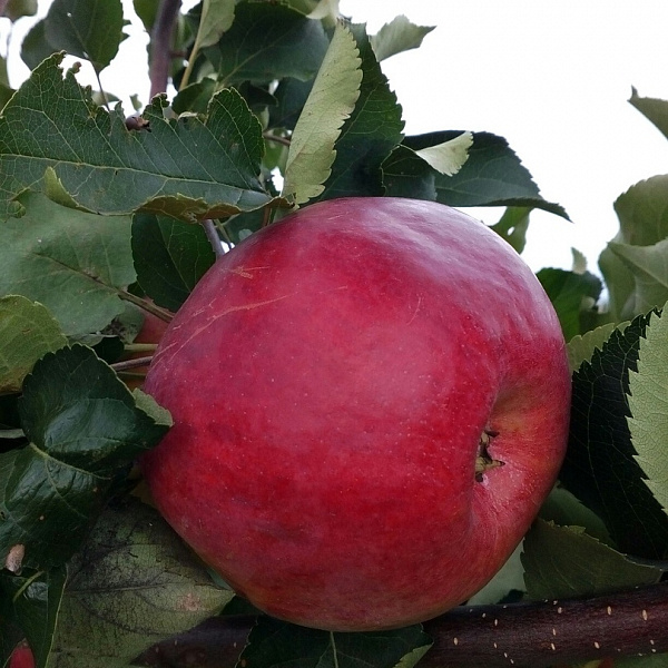 Дерево-сад (2-3х летка) яблоня 2 сорта Коричное новое - Жигулевское фото 2 