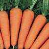 Морковь Шантенэ Роял фото 1 