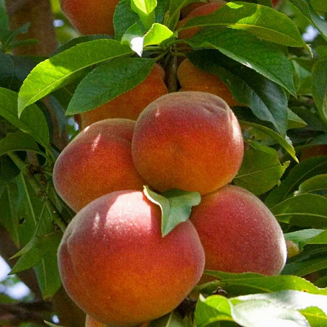 Персик колонновидный Тотем садовода