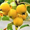Дерево-сад (2-3х летка) яблоня 2 сорта Грушовка Московская - КЗР (Китайка золотая ранняя) фото 1 