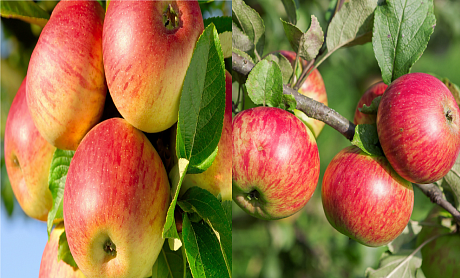 Дерево-сад (2-3х летка) яблоня 2 сорта Яблочный спас - Медуница фото Дерево-сад (2-3х летка) яблоня 2 сорта Яблочный спас - Медуница 