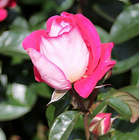 Роза флорибунда Хайматмелоди