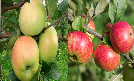 Дерево-сад (2-3х летка) яблоня 2 сорта Богатырь - Медуница