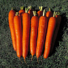 Морковь Император фото 1 